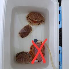 トラフカラッパ3匹の画像