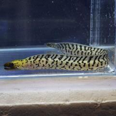 ヘリゴイシウツボ　海水魚　飼育の画像