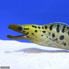 ヘリゴイシウツボ　海水魚　飼育の画像