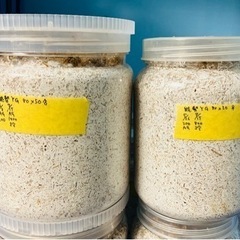 子ども価格　国産オオクワガタ　① 80×55 能勢YG ペア　幼虫　
