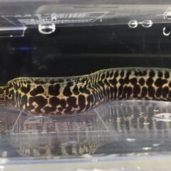 ナミウツボ　海水魚　飼育