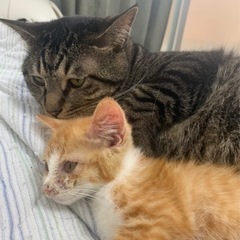 茶トラ子猫