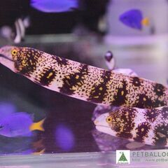クモウツボ　海水魚　飼育
