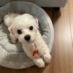 1歳 マルチーズの里親募集
