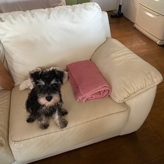 ワンチャン・子犬🐶3ヶ月