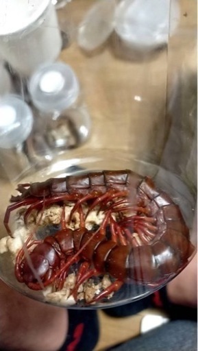 タイ　チェンマイ産　オオムカデ