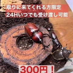 8月6日採取★カブトムシ、ノコギリクワガタ！オスメスペア300円...
