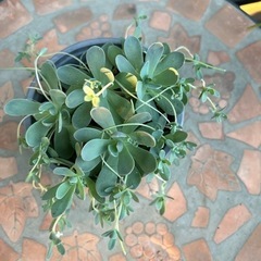 多肉植物（子持ち蓮華）