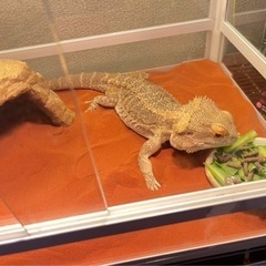 【相談中】フトアゴヒゲトカゲの麦ちゃん