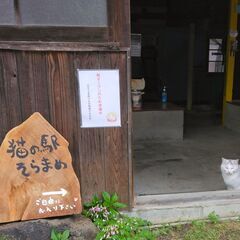 ご不要の猫用品、猫雑貨、その他猫関連の物を集めています（チャリテ...