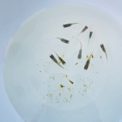 メダカの画像