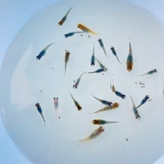 メダカの画像