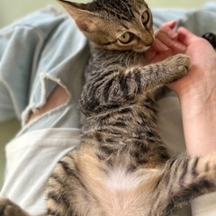 里親さん募集～🌼*･あまえんぼさんモアナ