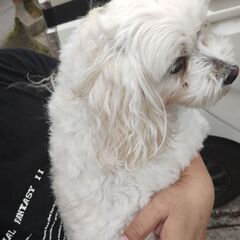 迷い犬　保護中