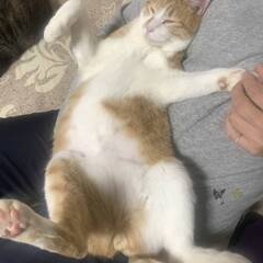 お腹丸出し茶白男子！ポコくん