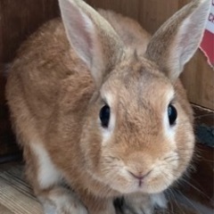 動物園に一緒に行きませんか？