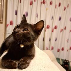 約4ヶ月の激甘→マイペース黒(ﾄﾗ?)仔猫(幸運の鍵しっぽ君🐈‍...