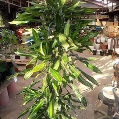 観葉植物が破格値にて❗の画像