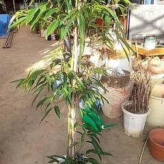 観葉植物が破格値にて❗の画像