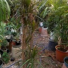 観葉植物が破格値にて❗