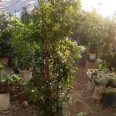 観葉植物が破格値にて❗の画像