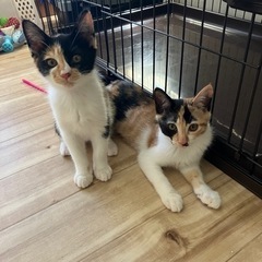 [決定]生後3ヶ月、遠慮がちな三毛猫ハナビ🛩️ - 里親募集
