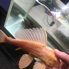 熱帯魚　アルビノセルフィンプレコ
