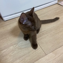 【譲渡先決まりました！ありがとうございます♡】珍しい 焦げ茶猫 こげ茶猫 ♡  - 猫