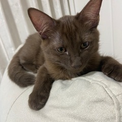 【譲渡先決まりました！ありがとうございます♡】珍しい 焦げ茶猫 ...
