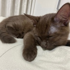 【譲渡先決まりました！ありがとうございます♡】珍しい 焦げ茶猫 こげ茶猫 ♡  - 福岡市