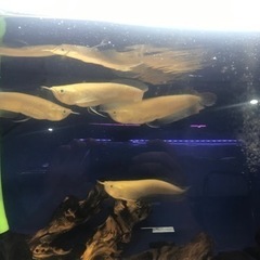 熱帯魚　大型魚　アルビノシルバーアロワナ