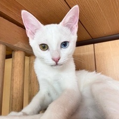 エネルギッシュな４兄妹 ☆しい　メス　３ヶ月