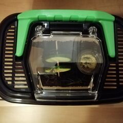 鈴虫1セット500円で提供します！の画像
