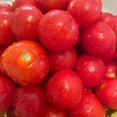 無料！ミニトマト20個程度