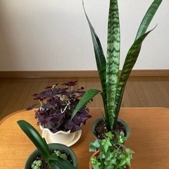 (決定)観葉植物鉢植えｾｯﾄ🪴