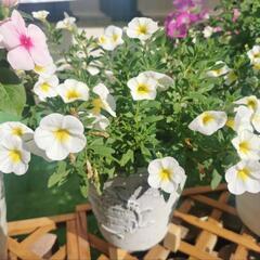 開花中の夏のお花を鉢ごと (１鉢500円)