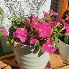 開花中の夏のお花を鉢ごと (１鉢500円)の画像