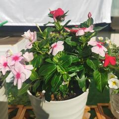 開花中の夏のお花を鉢ごと (１鉢500円)の画像