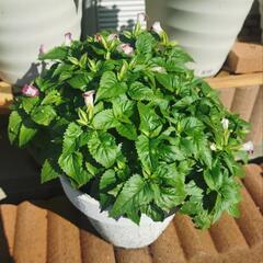 開花中の夏のお花を鉢ごと (１鉢500円)の画像