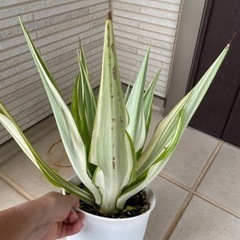 値下げ　希少　フルクラエアの画像