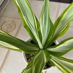 値下げ　希少　フルクラエアの画像