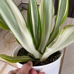 値下げ　希少　フルクラエアの画像