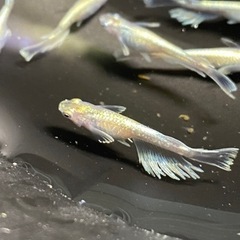 メダカ　エメキン　値下げ