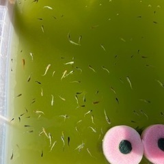 すごく綺麗なMIXメダカ✨の画像