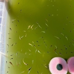 すごく綺麗なMIXメダカ✨の画像