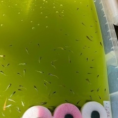 すごく綺麗なMIXメダカ✨の画像