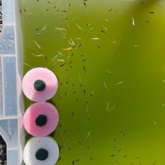 すごく綺麗なMIXメダカ✨の画像