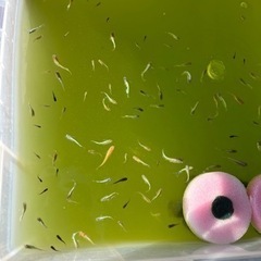 すごく綺麗なMIXメダカ✨