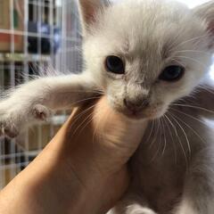 野良猫の子猫たちです