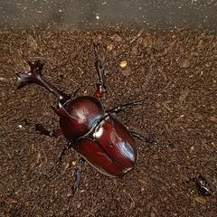 カブト虫　オス